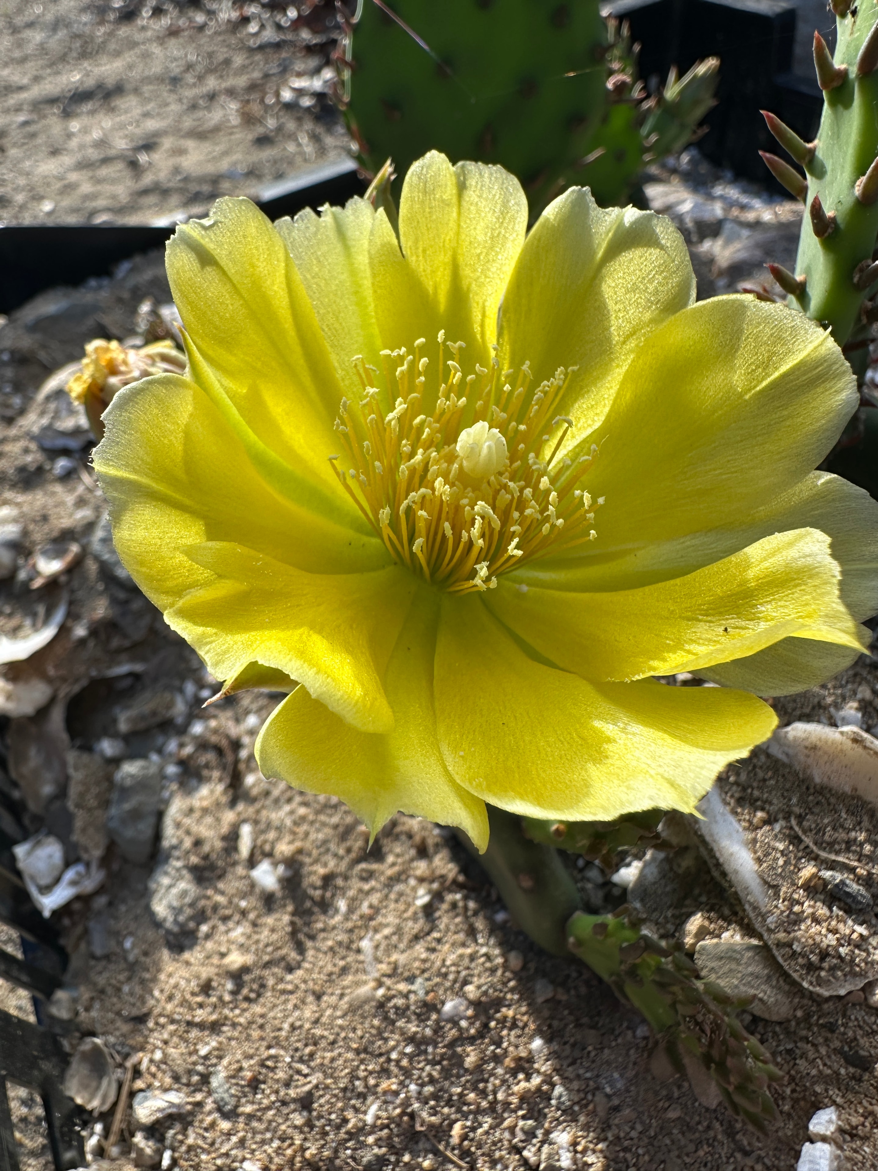 Eastern prickly pear flower in bloom — brilliant yellow