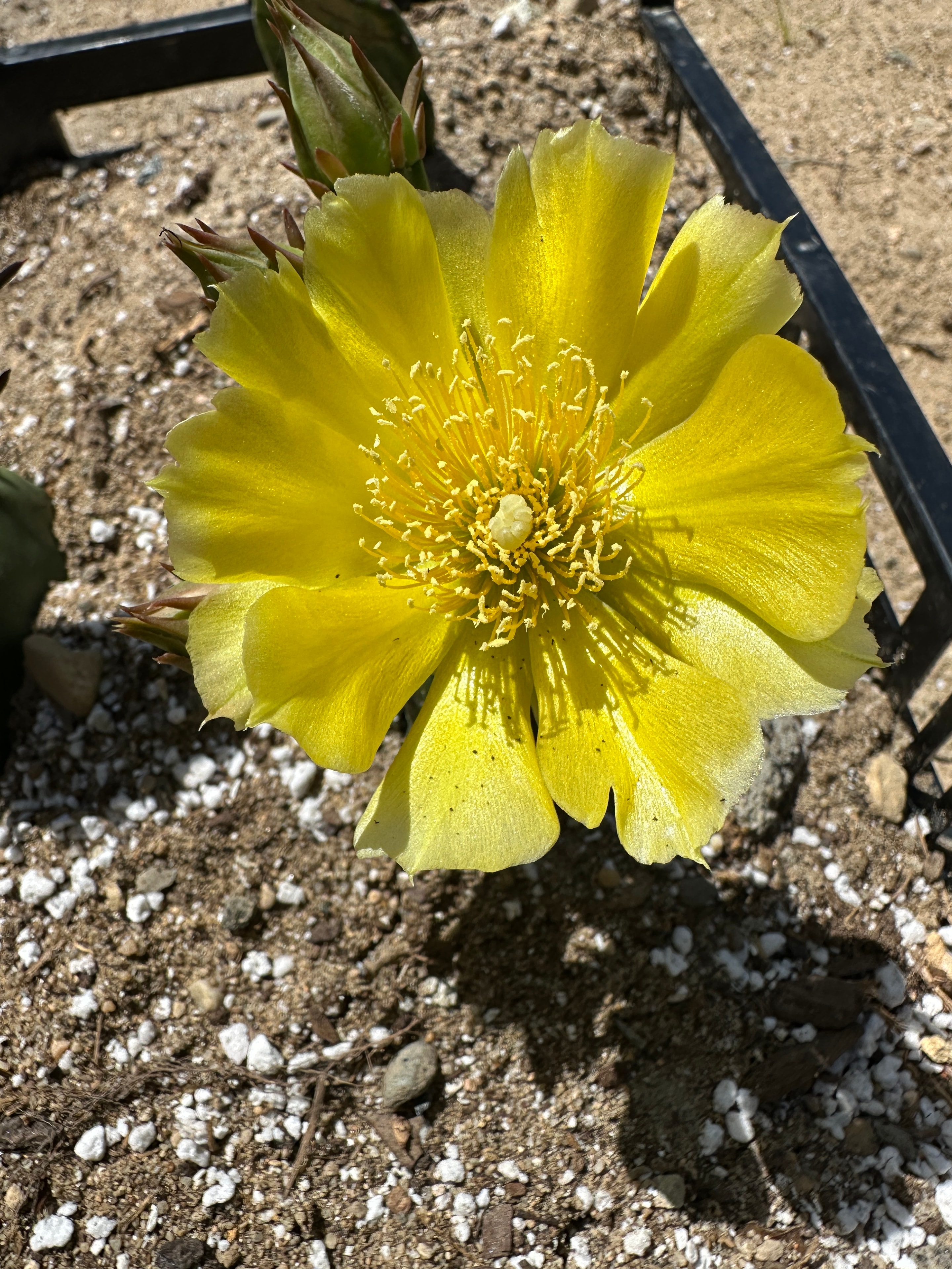 Eastern prickly pear flower — Cape Cod, June