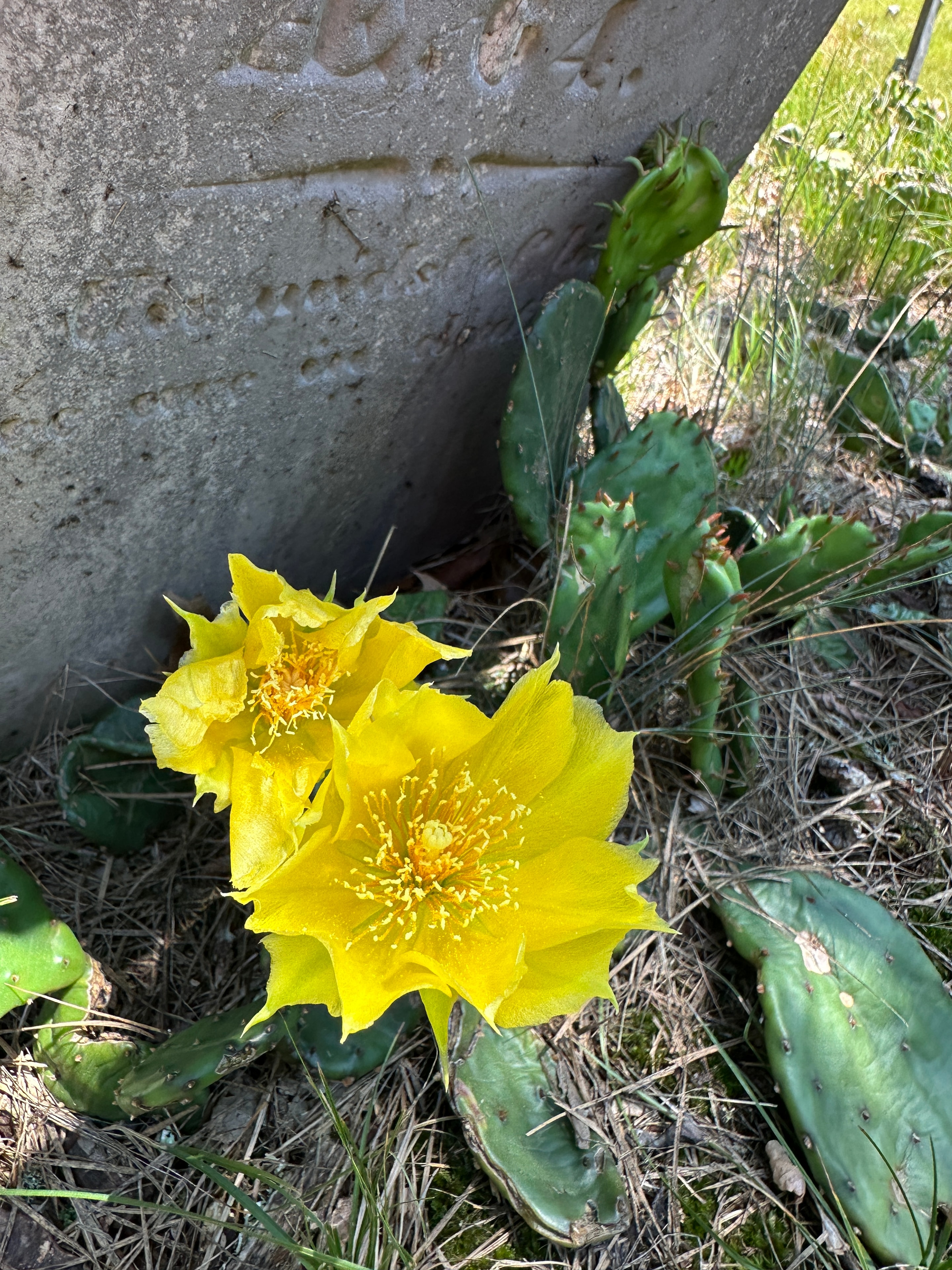 Eastern prickly pear in bloom — two flowers, Cape Cod